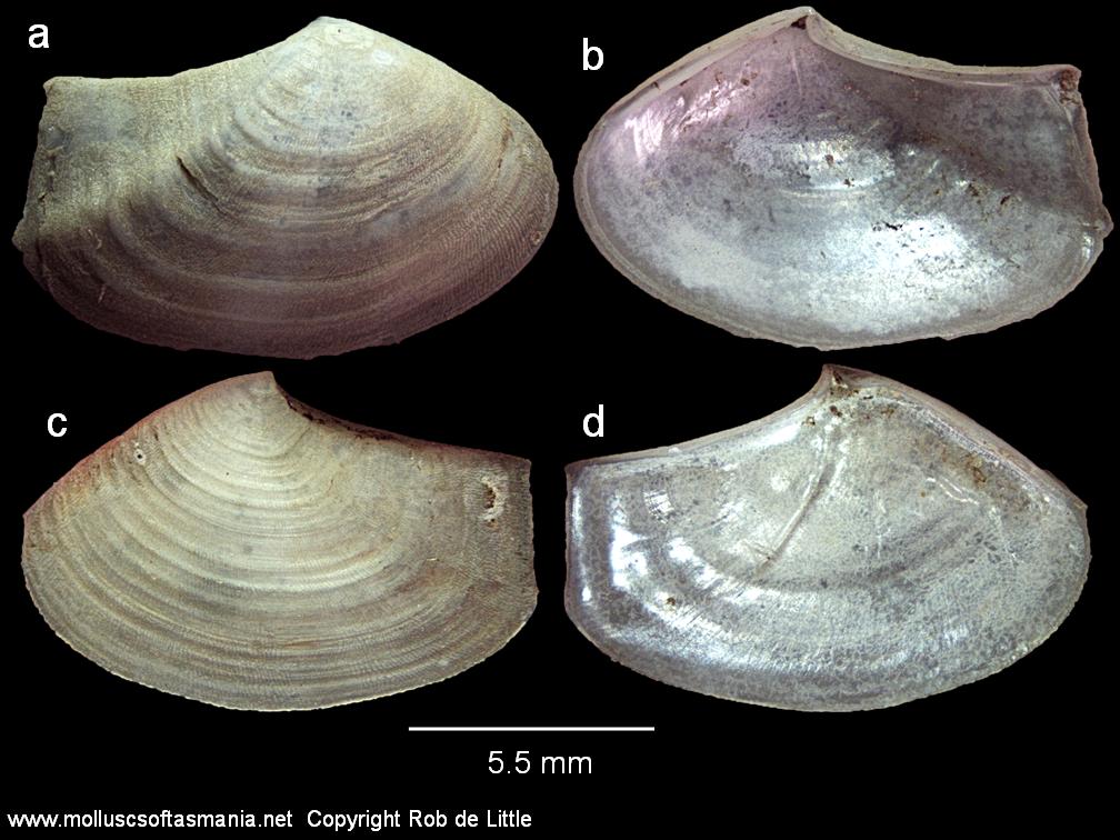 Представитель Семейства Myochamidae